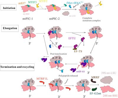 Mitochondrial Protein Translation: Emerging Roles and Clinical Significance in Disease